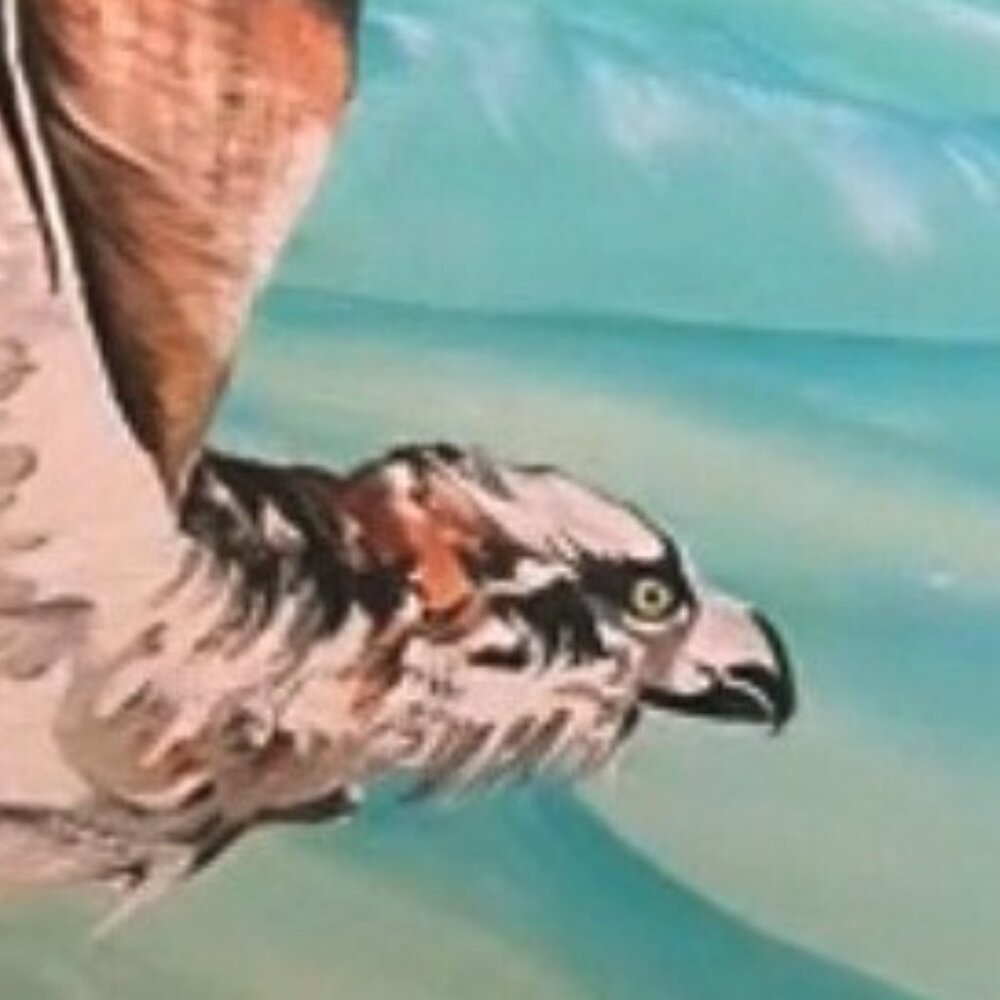 Sea Eagle In Flight - Picture 3 of 4
